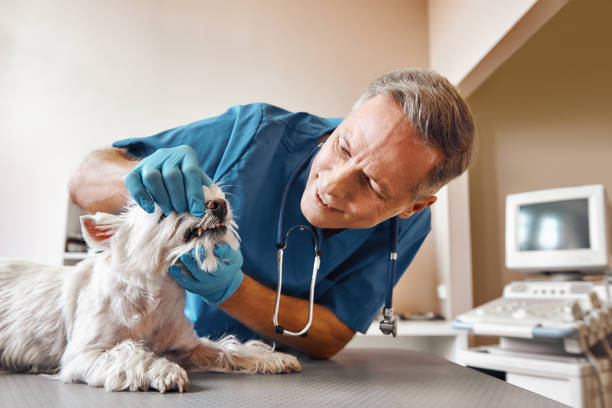 Best Emergency Denture Repair in Centreville, VA